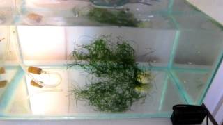 2 MONTH OLD GUPPY FRY TANK  Water Change Process PART 44 [upl. by Siobhan]