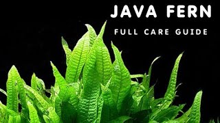 JAVA FERN GUIDE FOR BEGINNERS  ALL ABOUT JAVA FERN [upl. by Garrity]