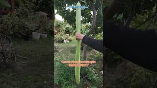 Cucuzza squash harvest again 长瓢瓜又有收获了 👏❤️ youtubeshorts gardening [upl. by Yendahc]