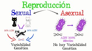 🌿REPRODUCCIÓN Sexual y Asexual🐝 Fácil y Rápido  BIOLOGÍA [upl. by Llerroj929]