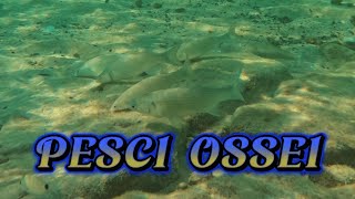 🐠 La VITA sotto le ONDE del MARE ALLA SCOPERTA DEI PESCI OSSEI 🐟  Tutte le Loro Caratteristiche [upl. by Lemaceon]