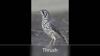 Thrush [upl. by Barr]