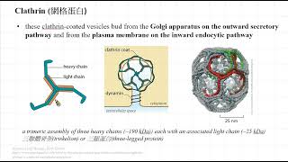 153Vesicular transport [upl. by Iyre957]