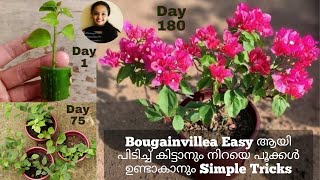 Bogainvillea Plant MalayalamBougainvillea Flowering TipsBogainvilla Plant Propagation Malayalam [upl. by Anekam67]