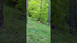 Brocard tranquille  Quiet roe deer [upl. by Aicenert]