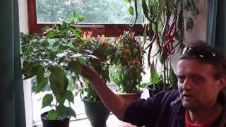 Allotment Diary  How to grow Chillies easily  This years Chilli Plants [upl. by Miculek808]