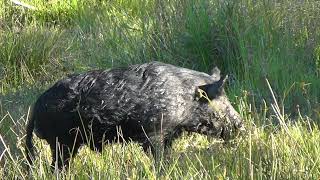 Basalt Boar Rooting Up Freshwater Swamp  Spotted Safaris [upl. by Kenwrick234]