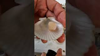 pasco scallop season is back till 92424 fish florida scallops [upl. by Aruabea879]