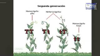 GENETICA DE MENDEL O MENDELIANA REPRESENTACION ANIMADA [upl. by Oshinski]