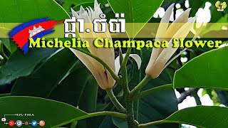 🌹40 ផ្កាចំប៉ា  Michelia Champaca  Magnolia Champaca  ផ្កាកម្ពុជា [upl. by Anerbes]