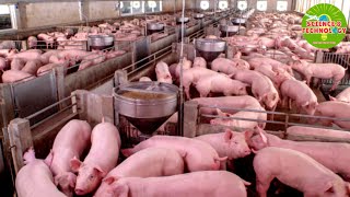 Amazing Full Process Of How The United States Raises Pig On Farm Modern and HighTech Pig Farming [upl. by Duane]