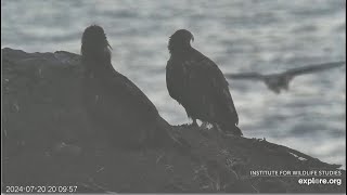 West End Eagles  Koa Treasure amp Sterling SPECTACULAR SOARING Thunder amp AK Chased By Kids 72024 [upl. by Aztiray252]