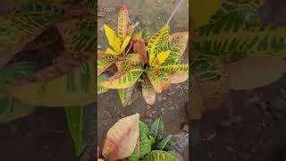 crotonplant croton crotonpetra Evergreenplant indoorplant trendingplants [upl. by Aitret]