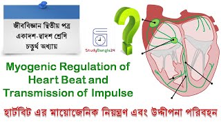 How the cardiac cycle is produced by electrical impulses in the heart [upl. by Zehe]