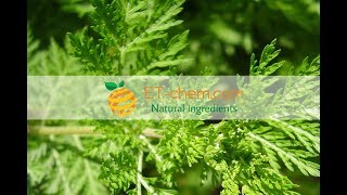 Artemisinin Artemisia annua Sweet wormwood extractbenefitsproduction 2018 [upl. by Ahsinyt]