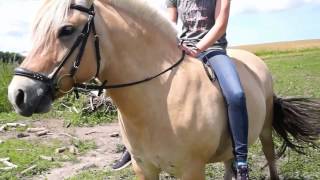 Norwegian Fjord Horses Holiday Riding Djursland Denmark [upl. by Candra]