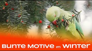 Bunte Motive im tristen Winter  Naturfotografie [upl. by Euqnom]