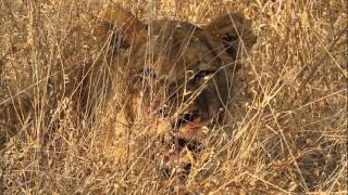 New lion cubs pregnant lioness and Mapogo still roars with pride [upl. by Essiralc]