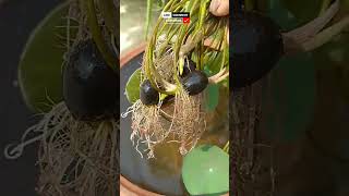 Trending method Lotus growth from seeds shortsgardeningviralhow to grow lotus flower plants [upl. by Adianez]