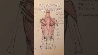 Drawing Anatomy the Gluteal Muscles Structure and Function [upl. by Adlitam]