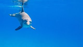 Bottlenose Dolphins in the Wild with original sounds [upl. by Celie99]