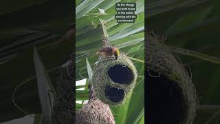 Architects of the Wild Masterpiece in Motion 🐦🏗️ weavers birdnest birdlife [upl. by Rooney771]