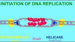 DNA REPLICATION HELICASE AND TOPOISOMERASE [upl. by Iclehc935]