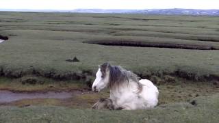 Pony and foal rescue [upl. by Egon]