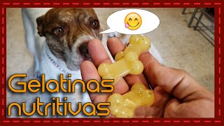 ¡Deliciosas y saludables Recetas de gelatinas nutritivas para consentir a tu perro [upl. by Ihteerp]