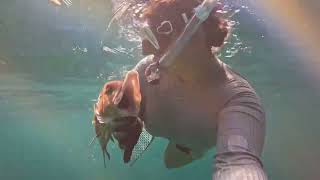 No Edits Biscayne National Park Spearfishing 2024 [upl. by Yejus]