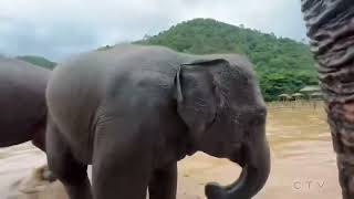 Elephants evacuated from Thailand sanctuary amid flash flooding [upl. by Colb]