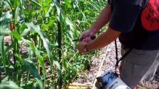 How To Tie Tomato Plants Using The Florida Weave [upl. by Radack]