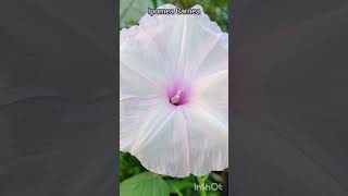 Ipomoea carnea plants nature shortvideo shorts ipomea love pink flowers beautiful [upl. by Zimmermann]