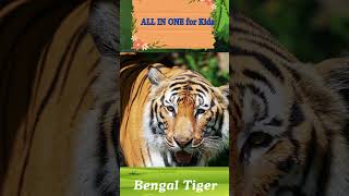 Tiger sounds soundsofanimals tigersound bengaltiger [upl. by Ayyn360]