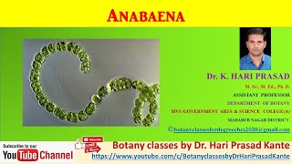 Anabaena  Dr Hari Prasad Kante [upl. by Baugh799]