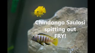 Chindongo saulosi Pseudotropheus spitting out fryand swallowing them back up [upl. by Ahsitak]