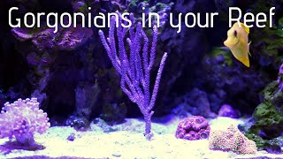 Photosynthetic Gorgonians in your Reef Aquarium [upl. by Gonnella]