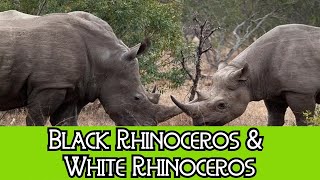 Black Rhinoceros amp White Rhinoceros  The Differences [upl. by Adiene]