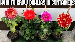 How To Grow Dahlias At Home  FULL INFORMATION [upl. by Alletneuq]