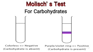 Molischs Test for Carbohydrates detection Knowledge Academy [upl. by Idrahs]