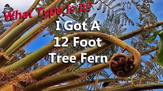 Is It a Cyathea or a Dicksonia 12 Foot Australian Tree Fern  How Will This Fit in My Garden [upl. by Linskey]