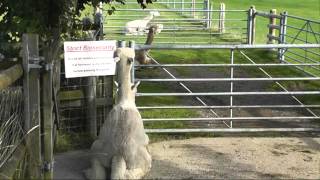 Alpaca Sex and Mating Workshop by Buckinghamavi [upl. by Petunia]