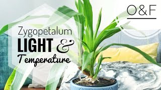 Zygopetalum Orchid Care  Light amp Temperature CareCollab [upl. by Stelmach]