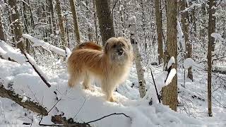 Pyrenean Shepherd at Chaparral Kennels [upl. by Yeleak998]