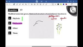 Modified stem into green flattened structure of assimilatory function is [upl. by Tnilk85]