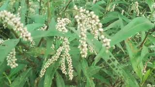 Persicaria lapathifolia known as pale persicaria is a plant of the family Polygonaceae [upl. by Bela]