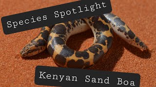 Species Spotlight  Kenyan Sand Boa [upl. by Eentruoc]