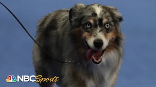 National Dog Show 2020 Best in Show Full Judging  NBC Sports [upl. by Nnahtur89]