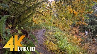 Autumn Forest Walk in 4K  25 HRS Nature Video with Nature Sounds and Birds Singing [upl. by Pascha]