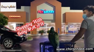 Shopping with baby Miligold Macaw at Petsmart [upl. by Nonohcle]